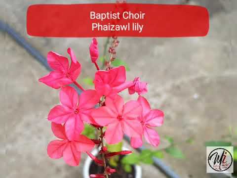 Baptist Choir - Phaizawl lily