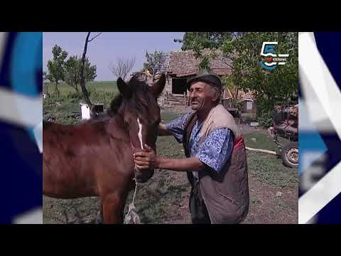 Steva sa salaša - Borino 5kazanje