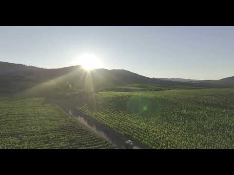 Stagecoach Vineyard | Harvest 2023 Begins | 4K