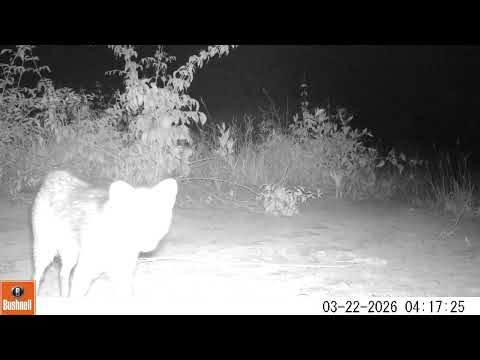 Lobinho (Cerdocyon thous) - monitoramento de fauna no Cerrado de Santa Rita do Pardo, MS