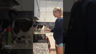 #cat #cute #catvideo #cutecat #funnyvideo #pets