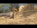 5 Minute Tree and Stump Removal
