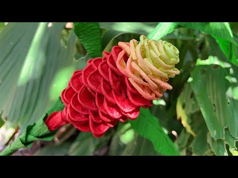 ABC TV | How To Make Shampoo Ginger Paper With Crepe Paper - Craft Tutorial