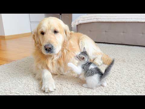 YouTube 썸네일