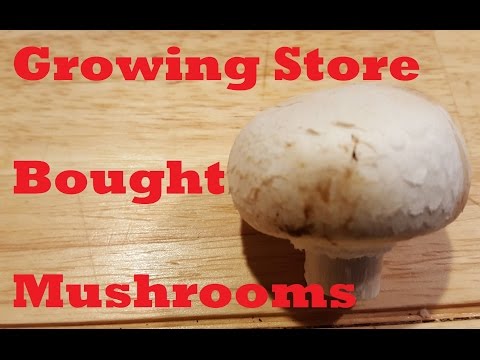 Growing Store Bought Mushrooms