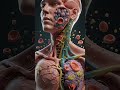 What Happens to Cells After Death? – A Hyper-Realistic 3D Look at Human Decomposition #aihealth