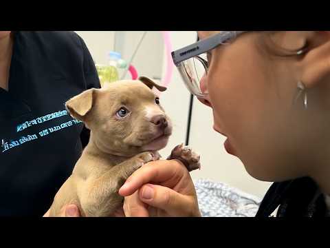 Quand on a un chien courageux chez le vétérinaire 🤣 drôle de réaction du chien.
