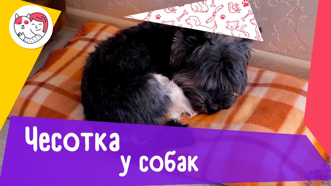 6 популярных вопросов про чесотку у собак
