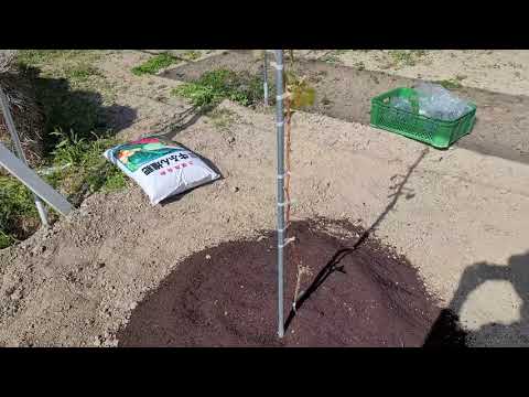 庭の遅霜による被害の応急処置 トピックス