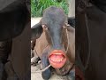 Aao Aao Funny Cow Shortsvideo Cow Goatcomedy Comedyfilms Bull Junglecomedy Funny