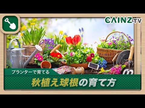 園芸 芝生に球根を植える