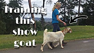 Working with a Stubborn Boer Show Goat: Halter & Collar Lead Training