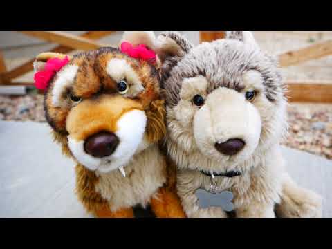 HAPPY BIRTHDAY SHEPHERD!!!!