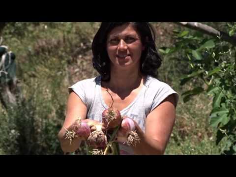 videart Cipolla di Vatolla expo 2015