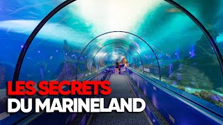 Dans les coulisses du plus grand zoo marin d'Europe, le Marineland - Documentaire complet - AMP