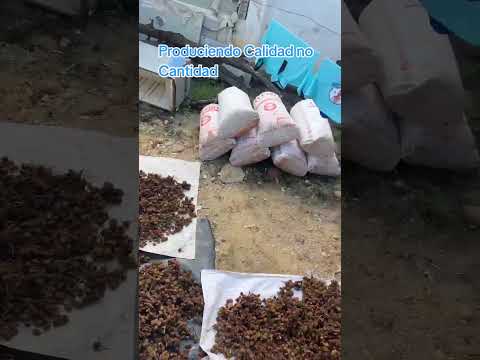 La Tormenta Azul produce Calidad no Cantidad #venezuela #Trujillo #Bolívar