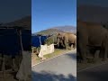 Padayappa Elephant Roaming On The Road Side Munnar King