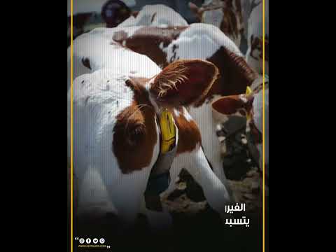 , title : 'فيروس يصيب الأبقار لأول مرة في العالم'