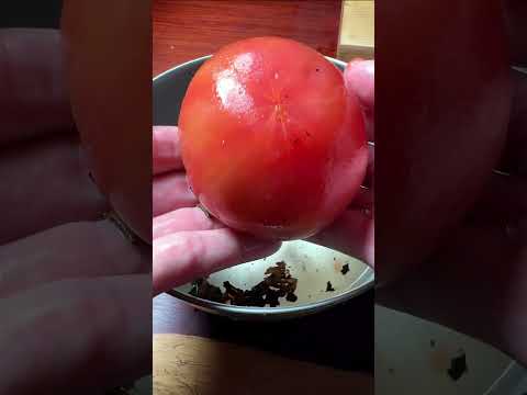 タコのスペイン風 #shorts