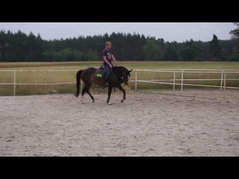 4yo jumping mare by Acordelli x Grannus