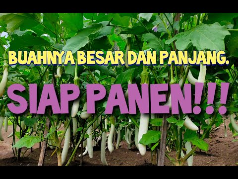 , title : 'Terong Putih Ratih siap Panen!!!'