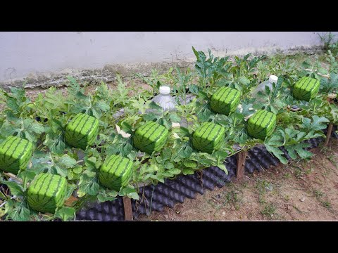 Let s grow bitter melon for your family this way it s very fruity and easy to make