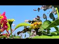 A Bugs Life In The Garden