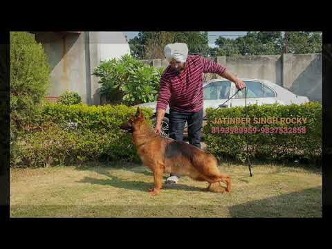 JATINDER SINGH ROCKY