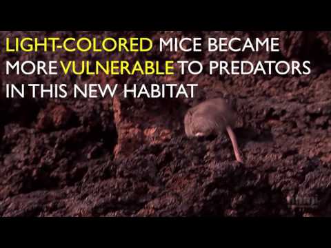 Evolution Story in a Minute: Natural Selection and Adaptation | HHMI BioInteractive Video