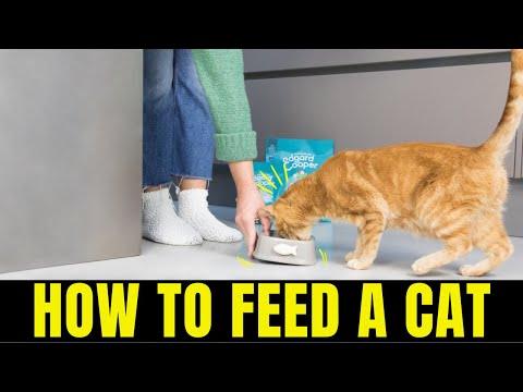 How Much Should You Feed Your Cat? | How to Feed Your Cat | Cat Care  | Pets