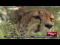 Rapid Decline Of Cheetahs Due To Depleting Habitat Poaching