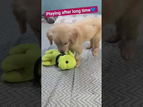 #pratyush #play #pets #goldenretriever