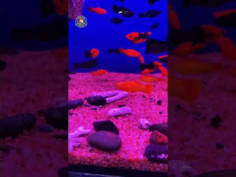 Video Thumb