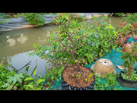 Chăm Sóc Cây Mai Một Tháng Trước Khi Lặt Lá - 18.11.2021