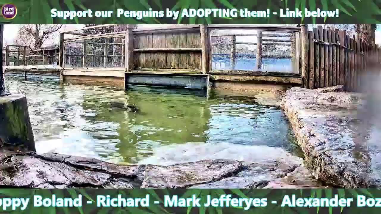 Penguin Pool UK webcam — Cotswolds, United Kingdom
