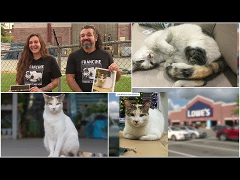 Search for Richmond's 'very special' Lowe's cat Francine goes viral: 'She means a lot'