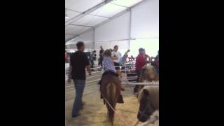 pony ride at austin rodeo