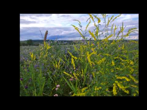 Hoa tàn trong gió - Quang Tuấn