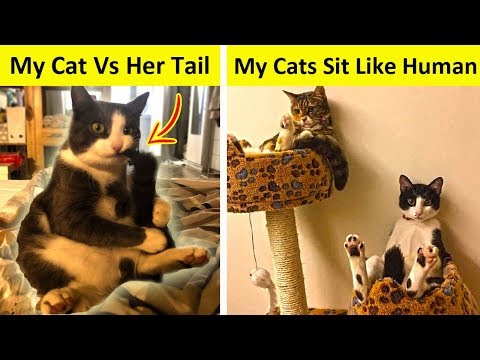 Weird Dog and Cat Habits That They Think Are Totally Normal