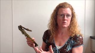 Susan Holdt: exploring the secrets of seaweed