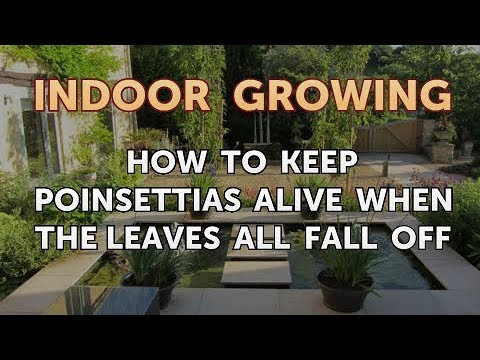 How to Regrow a Broken Aloe Leaf