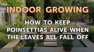 How to Keep Poinsettias Alive When the Leaves All Fall Off