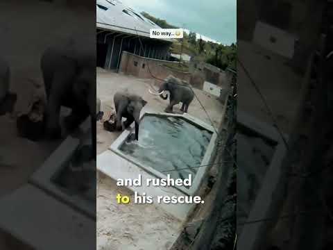 Mother elephant saves her baby from the big angry elephant #elephant #wildlife #animals