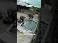 Mother Elephant Saves Her Baby From The Big Angry Elephant Elephant Wildlife Animals