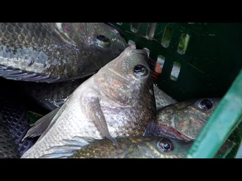 Formation en Élevage Avicole