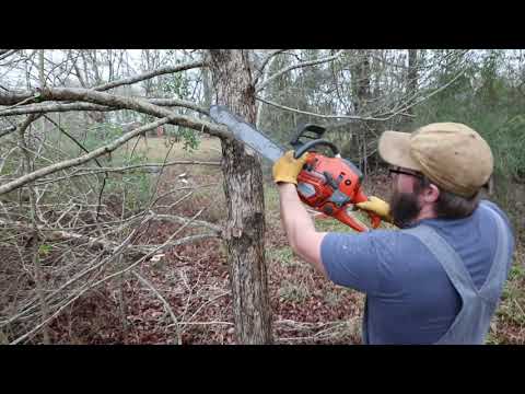 Eating Through Brush With A Chainsaw. Day one of clearing some brush (#5)