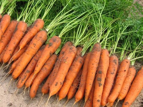 Двойная защита от морковной мухи! Что нужно моркови для хорошего урожая?