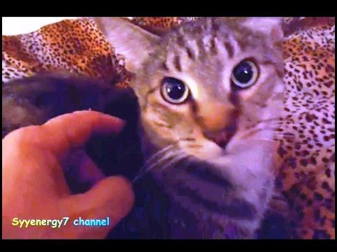 Dr  Clark Magnetic Pulser Explained & New Spooky2 info