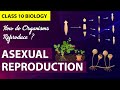 How Do Organisms Reproduce Animation PART 1 CBSE Class 10 Biology Chapter 7 NCERT