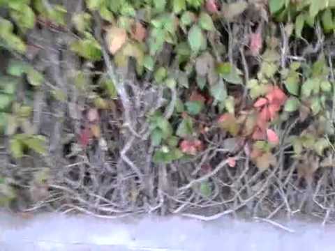 Trolleada a chicos en la piscina